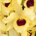 Dendrobium nobile 'Songbird'