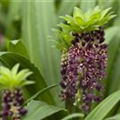 Eucomis 'Aloha Lily'