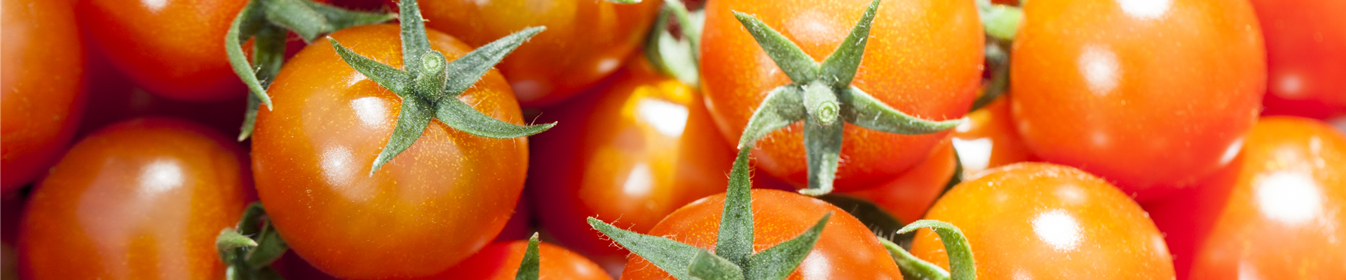 Solanum lycopersicum