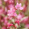 Gaura lindheimeri