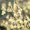 Corylopsis pauciflora