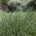 Deschampsia cespitosa