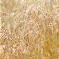 Deschampsia cespitosa 'Goldschleier'