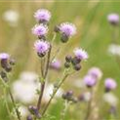 Cirsium arvense