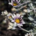 Gazania rigens