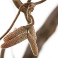 Corylus avellana 'Contorta'