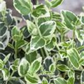 Euonymus fortunei 'Silver Queen'