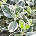 Euonymus fortunei 'Silver Carpet'