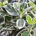 Euonymus japonicus 'Gray Beauty'