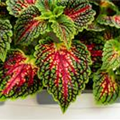 Coleus blumei 'Freaky Leaves'™