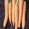 Daucus carota var. sativus