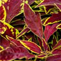 Coleus blumei 'Le Freak'