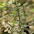 Euonymus fortunei 'Harlequin'