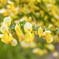 Cytisus x praecox 'Lydia'