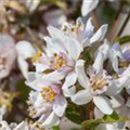 Deutzia kalmiiflora