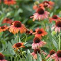 Echinacea purpurea