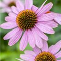 Echinacea purpurea 'PowWow'®