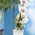 Phalaenopsis 'Waterfall'