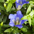 Gentiana scabra