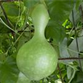 Cucurbita lagenaria