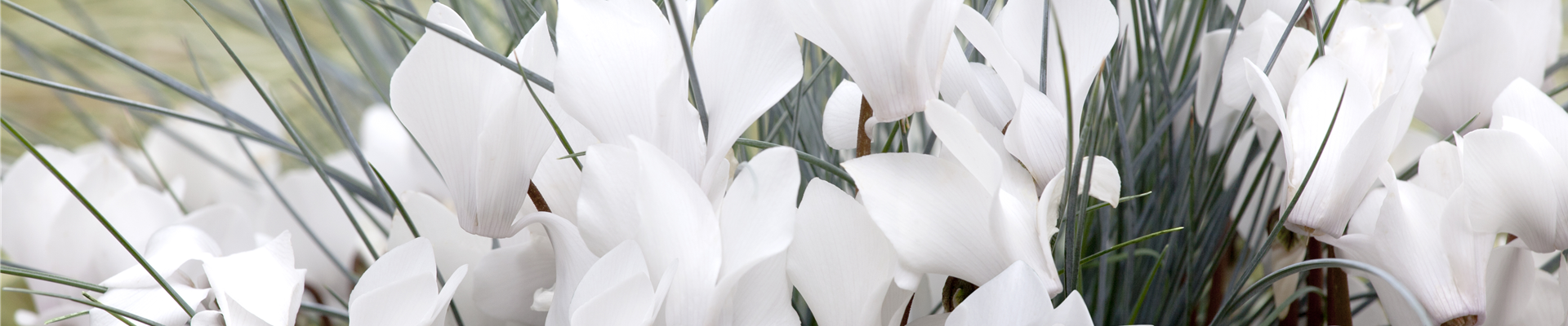 Cyclamen persicum