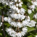 Deutzia scabra 'Plena'