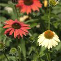 Echinacea purpurea 'Cheyenne Spirit'