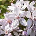 Deutzia x hybrida 'Mont Rose'