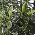 Euonymus japonicus