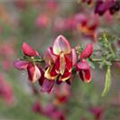 Cytisus scoparius 'Goldfinch'