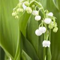 Convallaria majalis