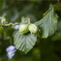 Corylus maxima