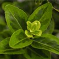 Euonymus japonicus 'Aureomarginatus'