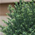 Chamaecyparis lawsoniana 'Snow White'®