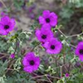 Geranium cinereum