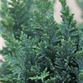 Chamaecyparis lawsoniana 'Wisselii'