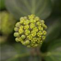 Hedera helix 'Arbori Compact'