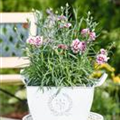 Dianthus caryophyllus 'Capitán'®