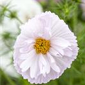 Cosmos bipinnatus 'Cupcakes Mix'