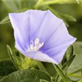 Convolvulus sabatius