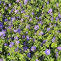 Geranium himalayense 'Gravetye'