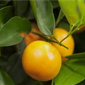 Citrus sinensis