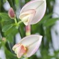 Cytisus x praecox 'Zeelandia'