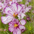 Cosmos bipinnatus 'Picotee'