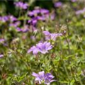 Geranium macrorrhizum 'Ingwersen'