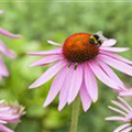 Echinacea purpurea 'Magnus'