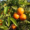 Citrus sinensis 'Arancio'