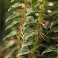 Hedera helix 'Erecta'