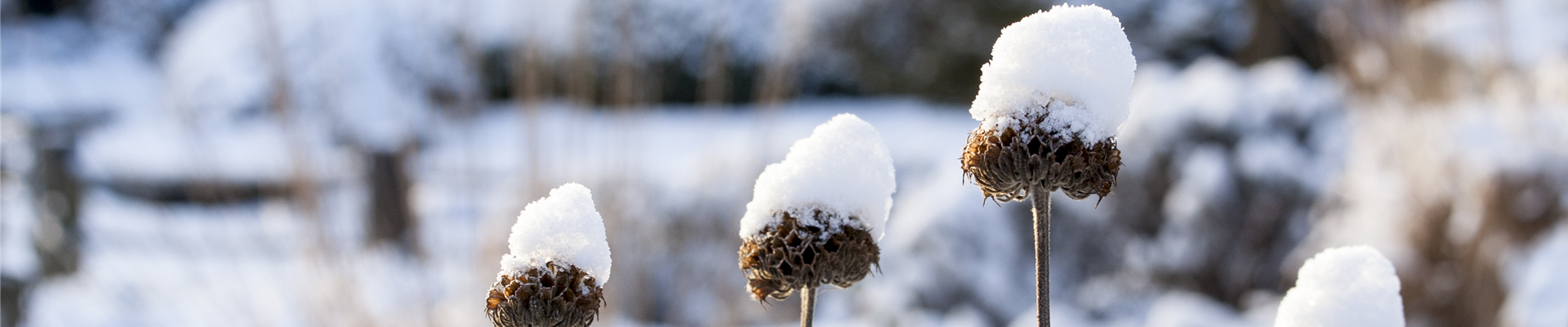 Sträucher mit Schnee