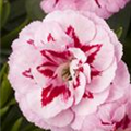 Dianthus caryophyllus 'Oscar'®